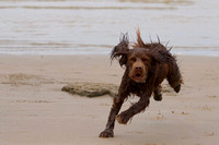 Crazy dog on beach
