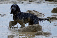 Cooden Beach Dog-walk 24th July 2020